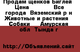 Продам щенков Биглей › Цена ­ 15 000 - Все города, Вяземский р-н Животные и растения » Собаки   . Амурская обл.,Тында г.